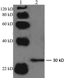 Lane 1: EasyWestern Protein Standard Lane 2: 50 ug Mouse brain tissue lysate Primary antibody: 1 ug/ml Rabbit Anti-Connexin 30 Polyclonal Antibody LS-C51641 Secondary antibody: Goat Anti-Rabbit IgG (H&L) [HRP] Polyclonal Antibody