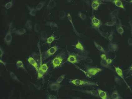 IHC: Mouse anti-Connexin 45 (LS-C152926) staining of Cx45 transfected rat C6 cells.