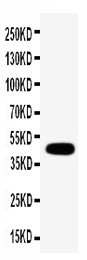 WB of GJC1 / CX45 / Connexin 45 antibody. WB: MCF-7 Cell Lysate.