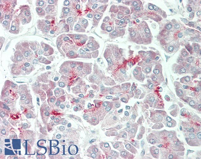 Anti-GJC1 / CX45 / Connexin 45 antibody IHC staining of human pancreas. Immunohistochemistry of formalin-fixed, paraffin-embedded tissue after heat-induced antigen retrieval. Antibody LS-B11242 concentration 5 ug/ml.