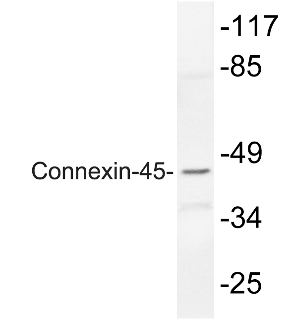 Western blot of Connexin-45 (N361) pAb in extracts from rat heart.
