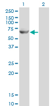 Western Blot analysis of GK2 expression in transfected 293T cell line by GK2 monoclonal antibody (M04), clone 3G4.Lane 1: GK2 transfected lysate(60.6 KDa).Lane 2: Non-transfected lysate.