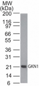 Western blot of GKN1 in human stomach tissue lysate using LS-C148528 at 0.1 ug/ml. Goat anti-rabbit Ig HRP secondary antibody, and PicoTect ECL substrate solution, were used for this test.