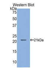 Western blot of recombinant GKN2 / Gastrokine 2.