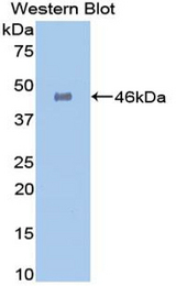Western blot of recombinant GLA / Alpha Galactosidase.