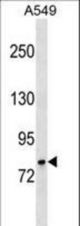 GLB1 Antibody western blot of A549 cell line lysates (35 ug/lane). The GLB1 antibody detected the GLB1 protein (arrow).