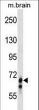 GLB1L Antibody western blot of mouse brain tissue lysates (35 ug/lane). The GLB1L antibody detected the GLB1L protein (arrow).