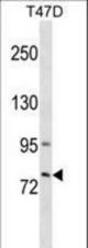 GLB1L3 Antibody western blot of T47D cell line lysates (35 ug/lane). The GLB1L3 antibody detected the GLB1L3 protein (arrow).