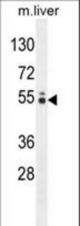 GLCCI1 Antibody western blot of mouse liver tissue lysates (35 ug/lane). The GLCCI1 antibody detected the GLCCI1 protein (arrow).