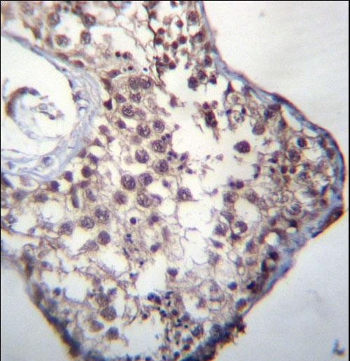 GLCCI1 Antibody immunohistochemistry of formalin-fixed and paraffin-embedded human testis tissue followed by peroxidase-conjugated secondary antibody and DAB staining.