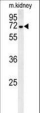 GNE Antibody western blot of mouse kidney tissue lysates (35 ug/lane). The GNE antibody detected GNE protein (arrow).