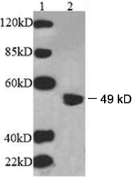 Lane 1: EasyWestern Protein Standard Lane 2: Mouse brain tissue lysate Primary antibody: 1 ug/ml Rabbit Anti-Beta-1,3-GalTase 2 Polyclonal Antibody LS-C51647 Secondary antibody: Goat Anti-Rabbit IgG (H&L) [HRP] Polyclonal Antibody