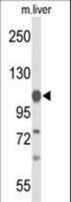 Western blot of GLDC Antibody in mouse liver tissue lysates (35 ug/lane). GLDC (arrow) was detected using the purified antibody.