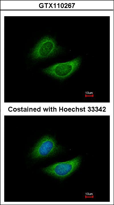 Immunofluorescence of methanol-fixed HeLa using Glycine dehydrogenase antibody at 1:200 dilution.