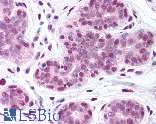 Anti-GLDN antibody IHC of human breast. Immunohistochemistry of formalin-fixed, paraffin-embedded tissue after heat-induced antigen retrieval. Antibody LS-B286 concentration 5 ug/ml.