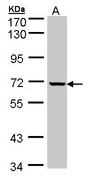 Sample (30 ug of whole cell lysate). A: HeLa. 7.5% SDS PAGE. GLE1 antibody diluted at 1:1000