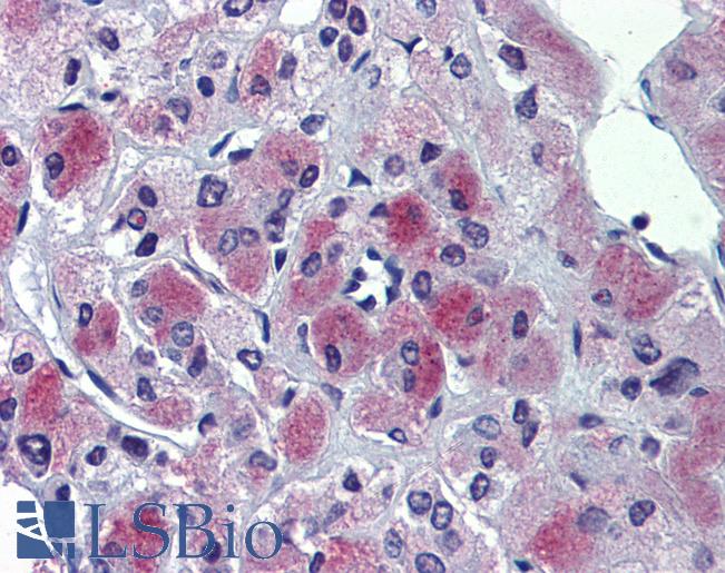 Anti-GLE1 / GLE1L antibody IHC of human adrenal. Immunohistochemistry of formalin-fixed, paraffin-embedded tissue after heat-induced antigen retrieval. Antibody LS-B3868 concentration 10 ug/ml.