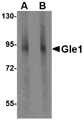 Western blot of Gle1 in mouse brain tissue lysate with Gle1 antibody at (A) 1 and (B) 2 ug/ml.