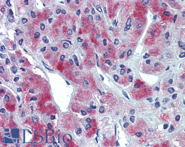Anti-GLE1 / GLE1L antibody IHC of human adrenal. Immunohistochemistry of formalin-fixed, paraffin-embedded tissue after heat-induced antigen retrieval. Antibody LS-B3869 concentration 10 ug/ml.