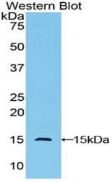 Western blot of recombinant GLG1 / MG160.