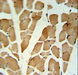 GLG1 Antibody IHC of formalin-fixed and paraffin-embedded skeletal muscle followed by peroxidase-conjugated secondary antibody and DAB staining.