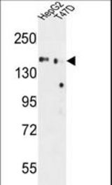 GLG1 Antibody western blot of HepG2,T47D cell line lysates (35 ug/lane). The GLG1 antibody detected the GLG1 protein (arrow).