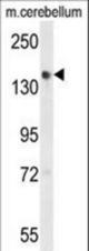 Western blot of GLG1 Antibody in mouse cerebellum tissue lysates (35 ug/lane). GLG1 (arrow) was detected using the purified antibody.