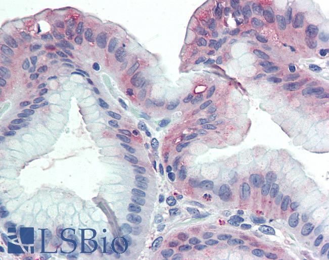 Anti-GLG1 antibody LS-A8153 IHC of human stomach. Immunohistochemistry of formalin-fixed, paraffin-embedded tissue after heat-induced antigen retrieval.