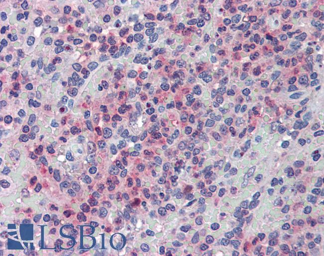 Anti-GLG1 antibody LS-A8149 IHC of human spleen. Immunohistochemistry of formalin-fixed, paraffin-embedded tissue after heat-induced antigen retrieval.