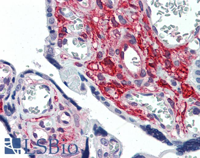 Anti-GLG1 antibody LS-A8149 IHC of human placenta. Immunohistochemistry of formalin-fixed, paraffin-embedded tissue after heat-induced antigen retrieval.