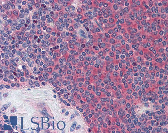 Anti-GLG1 antibody LS-A8150 IHC of human spleen. Immunohistochemistry of formalin-fixed, paraffin-embedded tissue after heat-induced antigen retrieval.