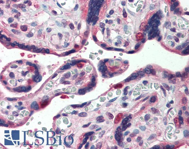 Anti-GLG1 antibody LS-A8150 IHC of human placenta. Immunohistochemistry of formalin-fixed, paraffin-embedded tissue after heat-induced antigen retrieval.