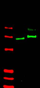 Anti-Gli-2 antibody shows detection of Gli-2 protein in rat testis (lane 1) and human HEK293 (lane 2) whole cell lysates (arrowhead).