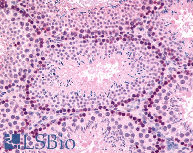 Anti-GLI2 antibody IHC of mouse, testis. Immunohistochemistry of formalin-fixed, paraffin-embedded tissue after heat-induced antigen retrieval. Antibody LS-B75 concentration 5 ug/ml.