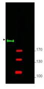 Western analysis of mouse brain whole lysate.