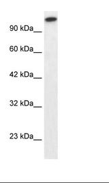 Jurkat Cell Lysate