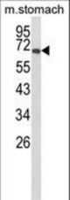 Western blot of GLIS1 Antibody in mouse stomach tissue lysates (35 ug/lane). GLIS1 (arrow) was detected using the purified antibody.