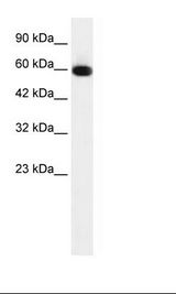 HepG2 Cell Lysate