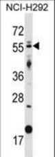GLIS2 Antibody western blot of NCI-H292 cell line lysates (35 ug/lane). The GLIS2 antibody detected the GLIS2 protein (arrow).