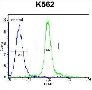 GLMN Antibody flow cytometry of K562 cells (right histogram) compared to a negative control cell (left histogram). FITC-conjugated goat-anti-rabbit secondary antibodies were used for the analysis.