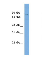 QARS antibody LS-C135016 Western blot of 293T Cell lysate. Antibody concentration 1 ug/ml.