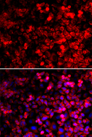 Immunofluorescence blot of U20S cell using QARS antibody. Blue: DAPI for nuclear staining.