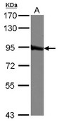 Sample (30 ug of whole cell lysate) A: A549 7.5% SDS PAGE QARS antibody diluted at 1:1000