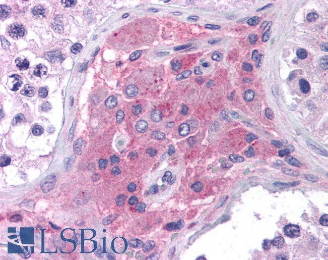 Anti-CHRFAM7A antibody IHC of human testis. Immunohistochemistry of formalin-fixed, paraffin-embedded tissue after heat-induced antigen retrieval. Antibody LS-B935 concentration 5 ug/ml.