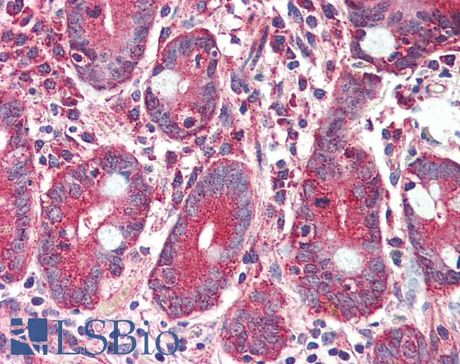Anti-GLP2R antibody LS-A1316 IHC of human small intestine. Immunohistochemistry of formalin-fixed, paraffin-embedded tissue after heat-induced antigen retrieval.
