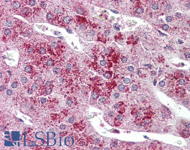 Anti-GLP2R antibody LS-A1316 IHC of human adrenal. Immunohistochemistry of formalin-fixed, paraffin-embedded tissue after heat-induced antigen retrieval.