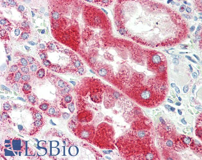 Anti-GLRA1/Glycine Receptor Alpha 1 antibody IHC staining of human kidney. Immunohistochemistry of formalin-fixed, paraffin-embedded tissue after heat-induced antigen retrieval. Antibody LS-B10386 concentration 5 ug/ml.