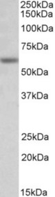 GLRA1 antibody (0.3 ug/ml) staining of Mouse Testis lysate (35 ug protein in RIPA buffer). Primary incubation was 1 hour. Detected by chemiluminescence.