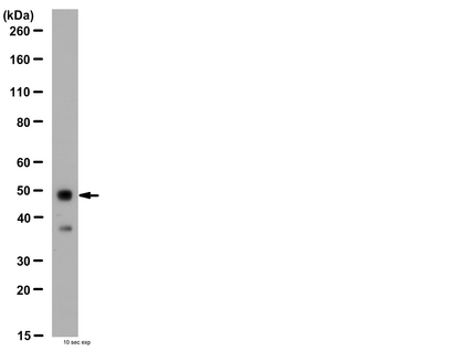 WB: Representative lot data. Fetal human brain lysate was resolved by electrophoresis, transferred to PVDF and probed witâ€¦