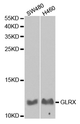 Western blot analysis of extracts of various cell lines, using GLRX antibody.
